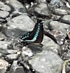 Graphium milon