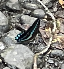 Graphium milon
