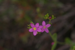 Centaurium tenuiflorum