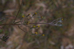 Senecio quadridentatus