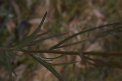 Senecio quadridentatus