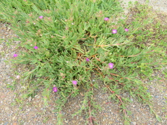 Carpobrotus rossii