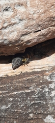 Pseudocordylus microlepidotus microlepidotus