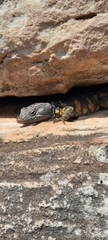 Pseudocordylus microlepidotus microlepidotus