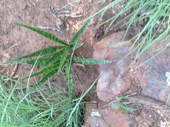 Ledebouria luteola