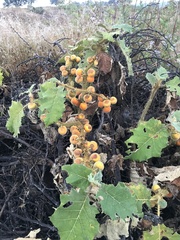 Solanum hirtum