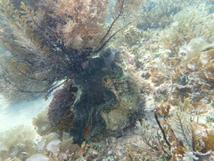 Tridacna derasa