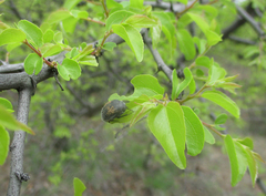 Ziziphus mucronata