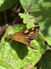 Metisella metis paris