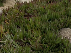 Carpobrotus chilensis