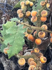Solanum hirtum
