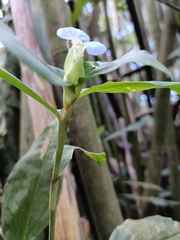 Commelina benghalensis