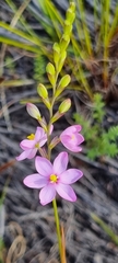 Ixia stricta