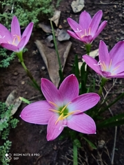 Zephyranthes carinata