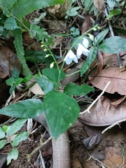 Codonacanthus pauciflorus