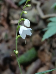 Codonacanthus pauciflorus