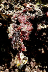 Dendrodoa grossularia