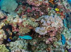 Chaetodon bennetti