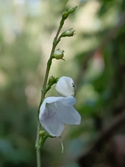 Codonacanthus pauciflorus