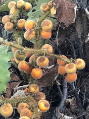 Solanum hirtum