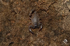Urodacus planimanus