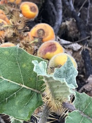 Solanum hirtum
