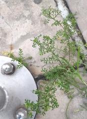 Lepidium ruderale