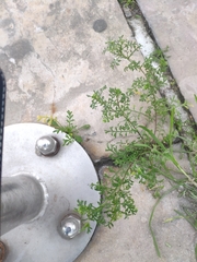 Lepidium ruderale