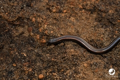 Hemiergis initialis