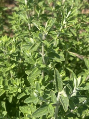 Syncolostemon rehmannii