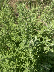 Syncolostemon rehmannii