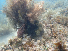 Tridacna derasa