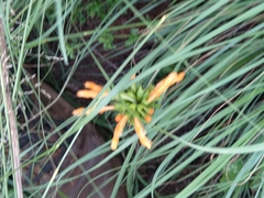 Leonotis ocymifolia
