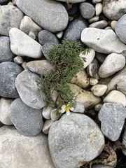 Ranunculus trichophyllus
