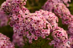 Verticordia plumosa