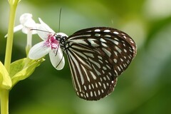 Ideopsis vulgaris