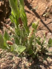 Acalypha depressinerva