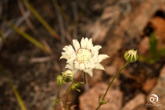 Actinotus leucocephalus
