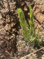 Acalypha depressinerva