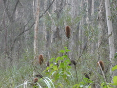 Banksia collina