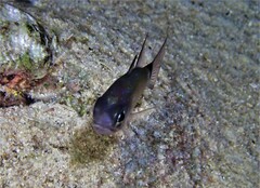 Nectamia savayensis