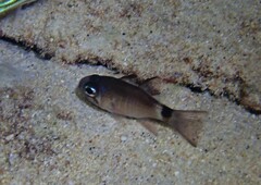 Nectamia savayensis