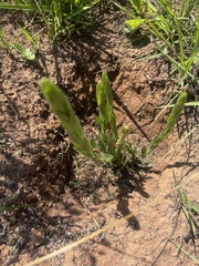 Acalypha depressinerva