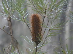 Banksia collina