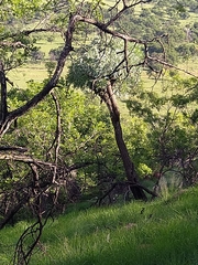 Cussonia paniculata