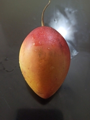 Solanum betaceum