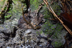 Eurycea quadridigitata