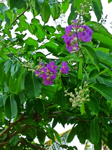 Lagerstroemia speciosa