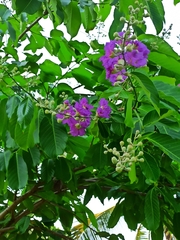 Lagerstroemia speciosa