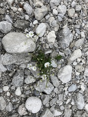 Cerastium alpinum